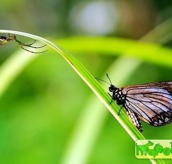 Acraea magnifica