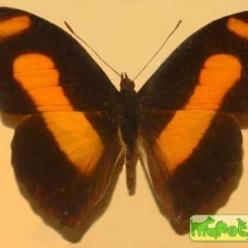 Catonephele sabrina