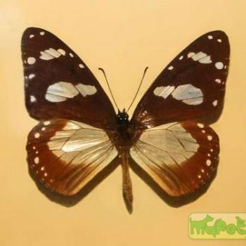 Amauris ochlea