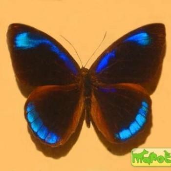 Eunica pomona