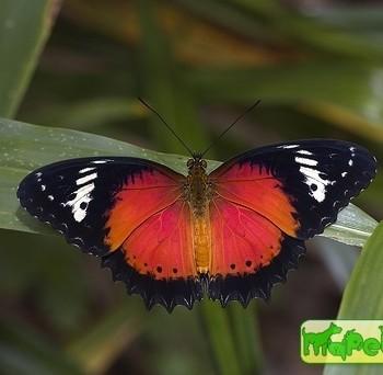 Cethosia penthesilea