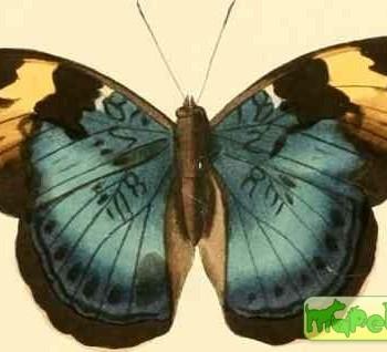 Bebearia phranza