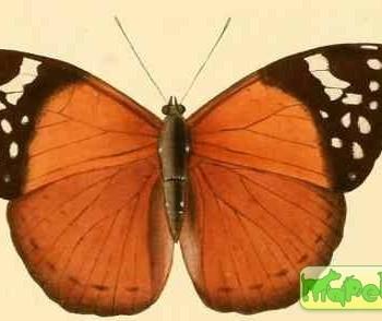 Bebearia plistonax