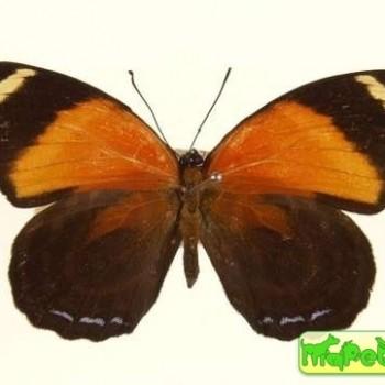 Callicore astarte
