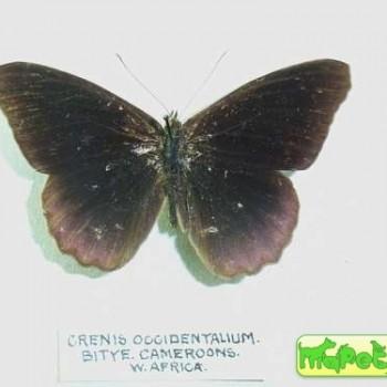 Sallya occidentalium