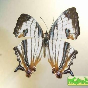 Cyrestis achates