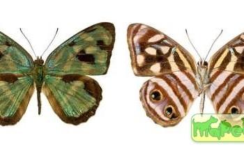 Dynamine postverta
