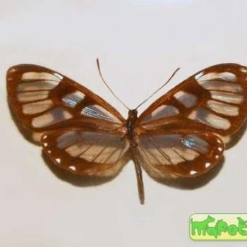 Ithomia avella