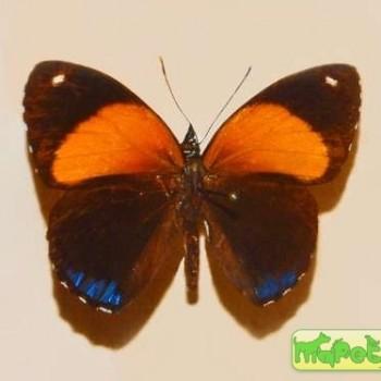 Callicore eunomia