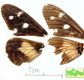 Acraea johnstoni