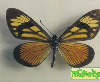 Actinote thalia
