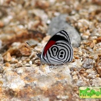 Diaethria euclides