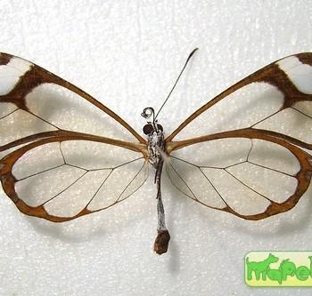 Greta cubana