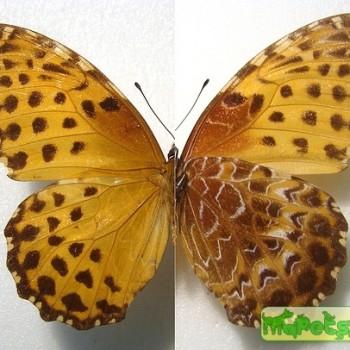 Anetia briarea