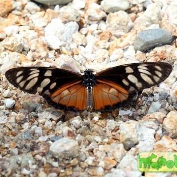 Lycorea ilione