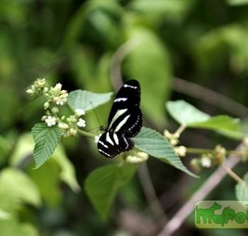 Heliconius peruvianus