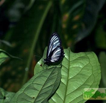 Hyalyris antea