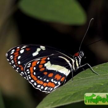 Elzunia pavonii