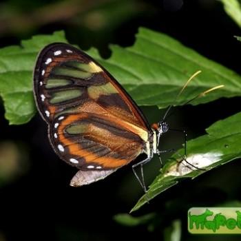 Napeogenes rhezia