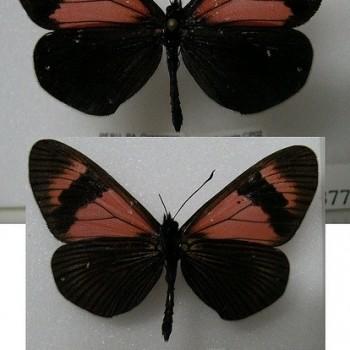 Altinote alcione