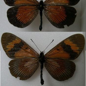 Actinote rufina