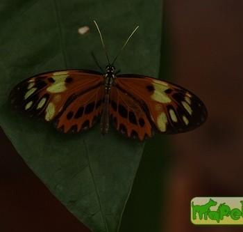 Callithomia alexirrhoe