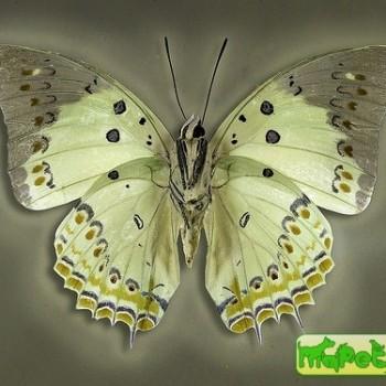Polyura delphis