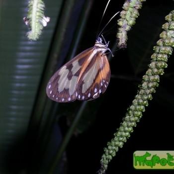 Hypothyris leprieuri