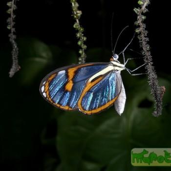 Ithomia agnosia