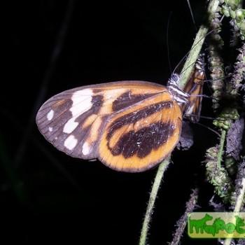 Hyposcada anchiala
