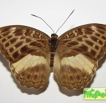 Bebearia mandinga
