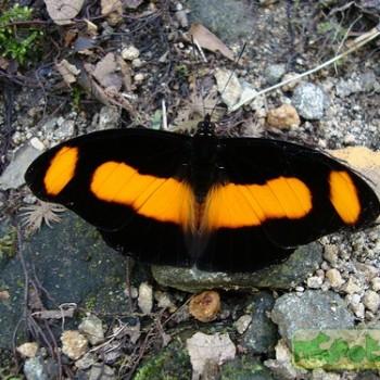 Catonephele salambria