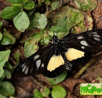 Acraea parrhasia