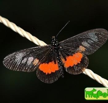 Acraea penelope