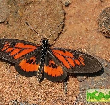Acraea orinata