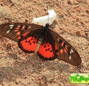 Acraea pharsalus