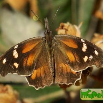 Libytheana carinenta