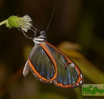 Oleria fumata