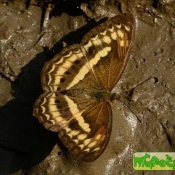 Algia fasciata