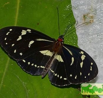 Elzunia humboldt