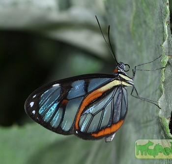 Ithomia diasia