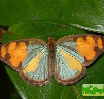 Dynamine erchia