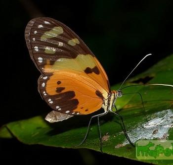 Melinaea ludovica