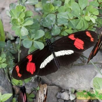 Heliconius telesiphe