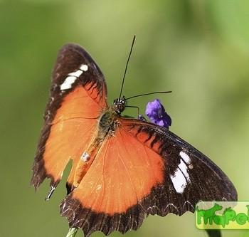 Cethosia luzonica
