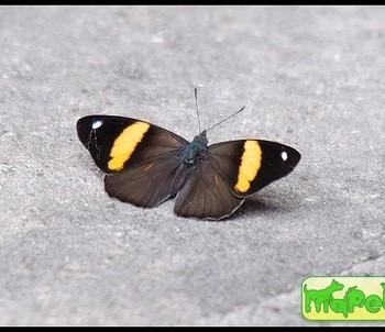 Diaethria pandama