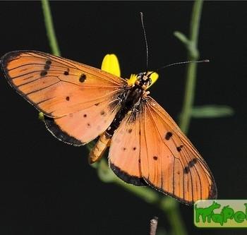 Acraea axina