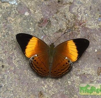 Cirrochroa orissa