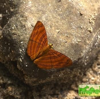 Chersonesia intermedia