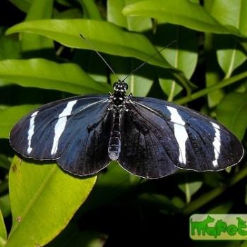 Heliconius antiochus